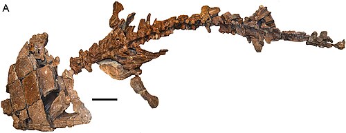 Siderops reference