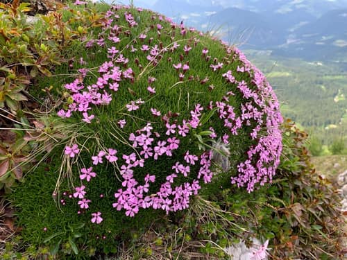 Moss Campion reference