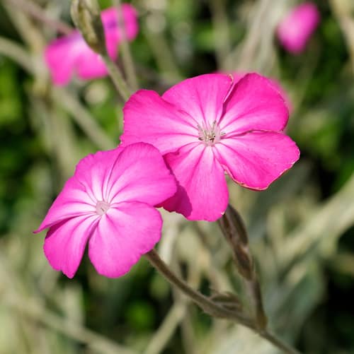 Rose Campion reference