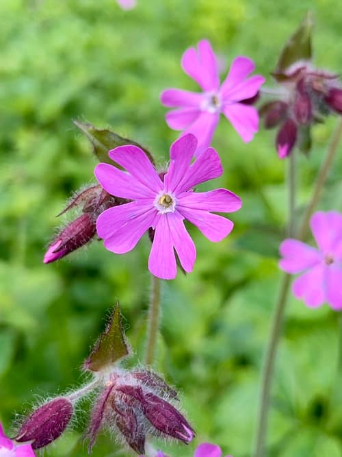 Red Campion reference