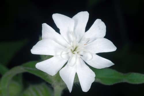 White Campion reference