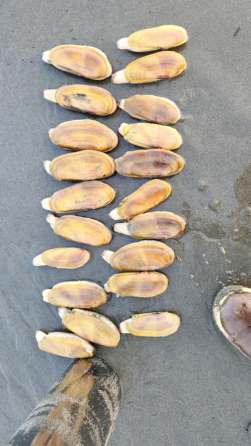Pacific Razor Clam reference