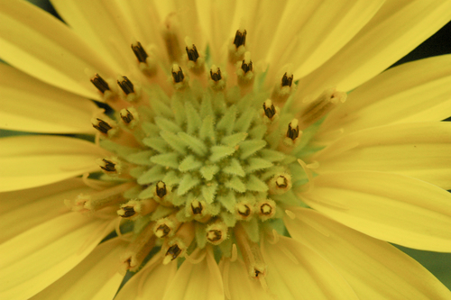 Rosinweed reference