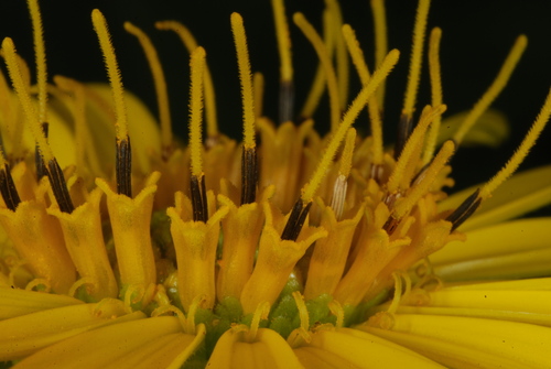 Cup Plant reference