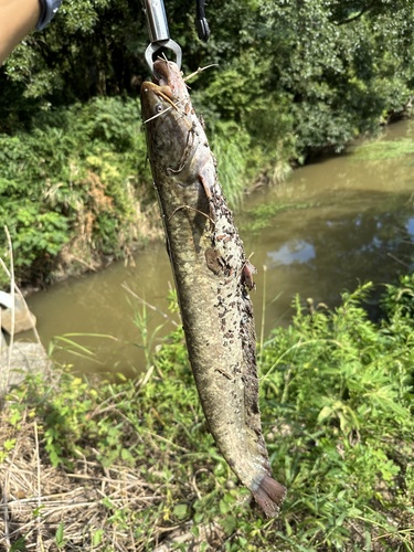 Amur Catfish reference