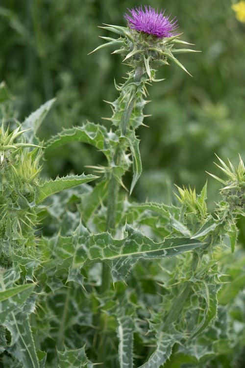 Milk Thistle reference