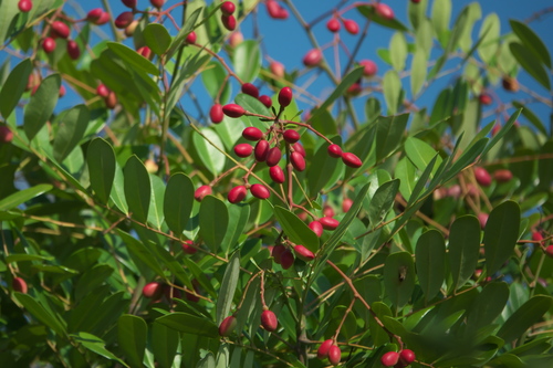 Paradise Tree reference