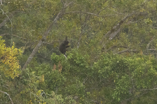 Pig-tailed Langur reference