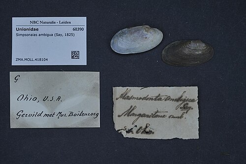 Salamander Mussel reference