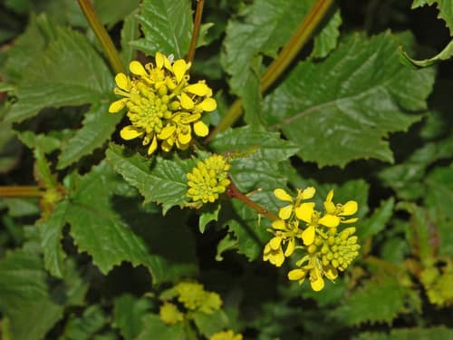 Wild Mustard reference