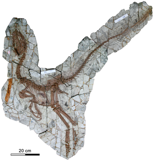 Sinocalliopteryx reference
