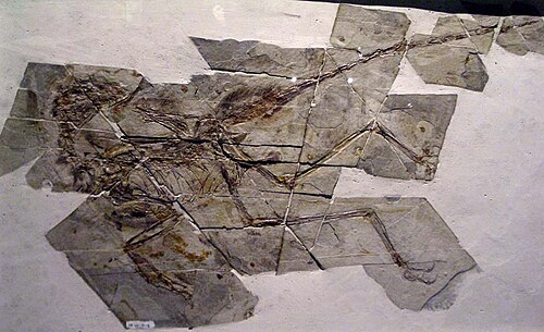 Sinornithosaurus reference