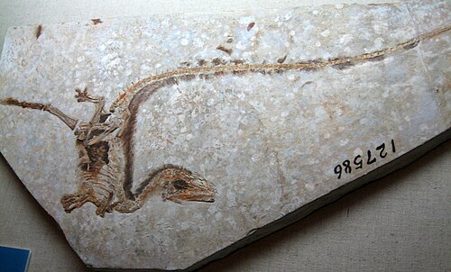 Sinosauropteryx reference