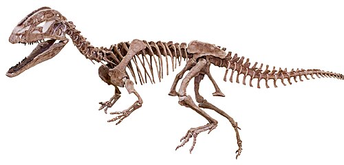 Chinese Dilophosaur reference