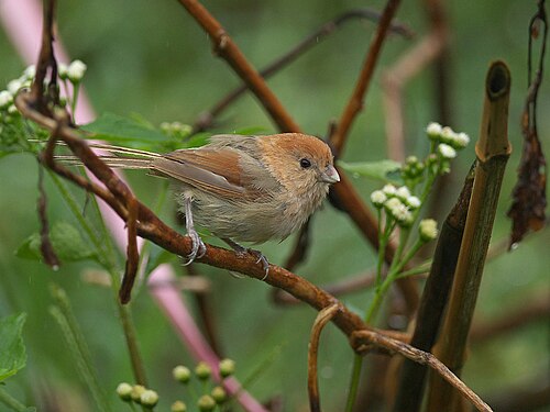 Vinous-throated Parrotbill reference
