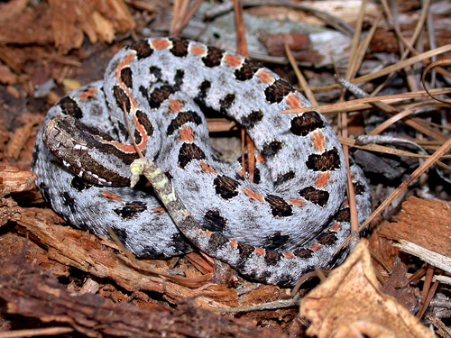 Pygmy Rattlesnake reference