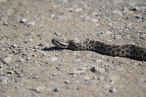 Western Massasauga reference