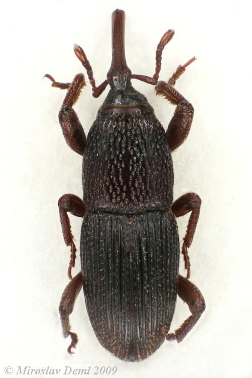 Wheat Weevil reference