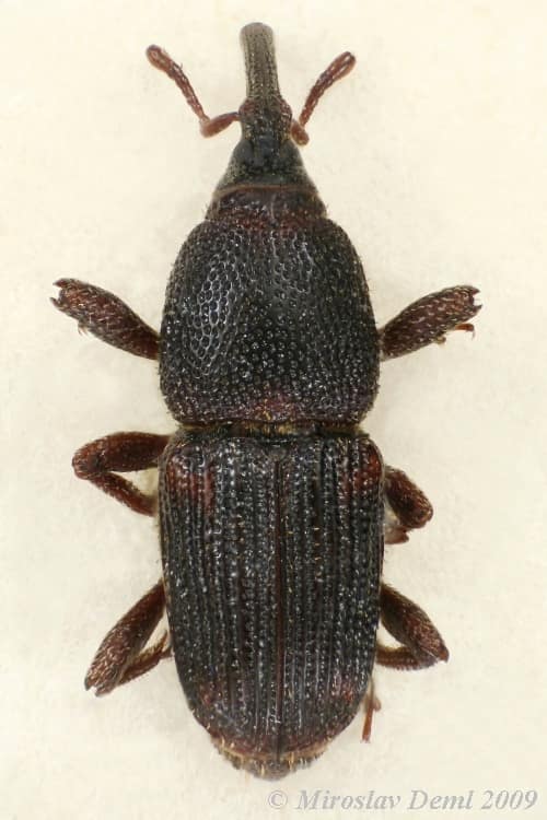 Maize Weevil reference