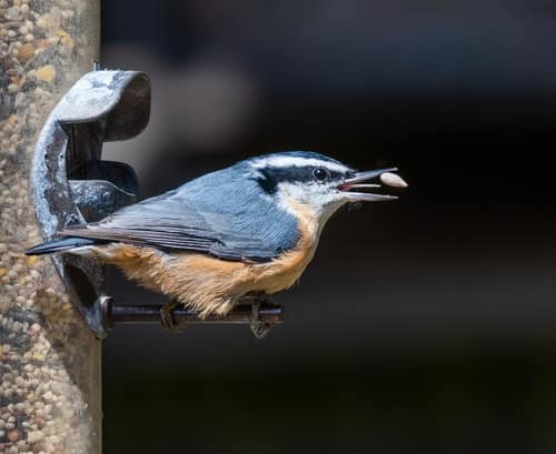Red-breasted Nuthatch reference