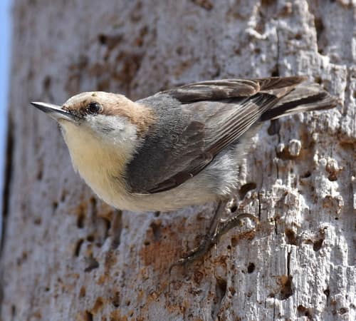 Brown-headed Nuthatch reference