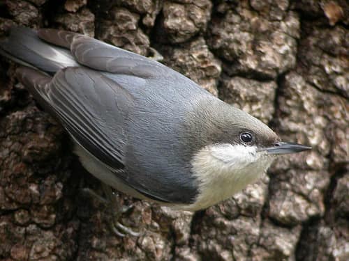 Pygmy Nuthatch reference