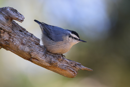 Corsican Nuthatch reference