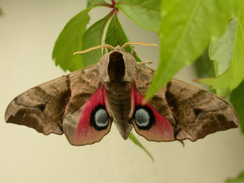 Eyed Hawkmoth reference