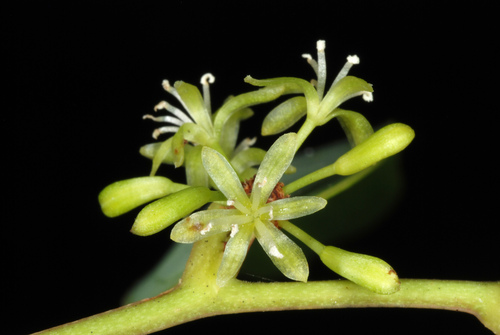 Laurel-leaved Greenbrier reference