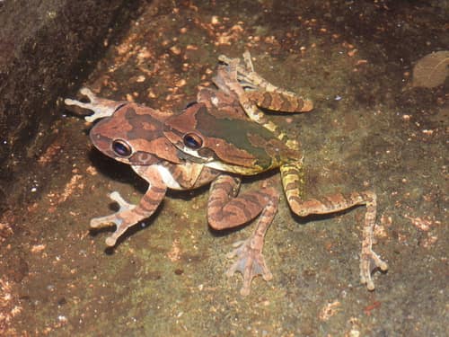 Baudin's Treefrog reference