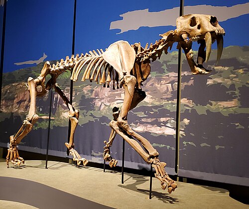 Gracile Saber-tooth Cat reference