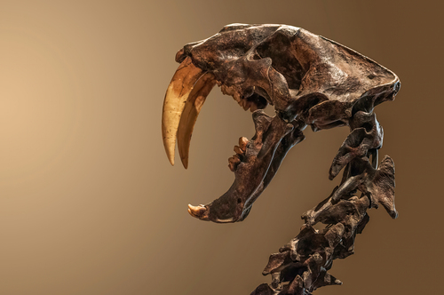 Saber-toothed Cat reference