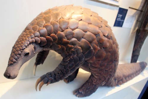 Giant Pangolin reference