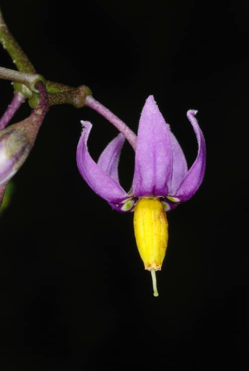 Bittersweet Nightshade reference