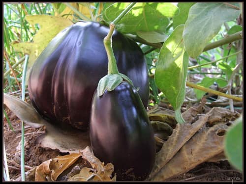 Eggplant reference