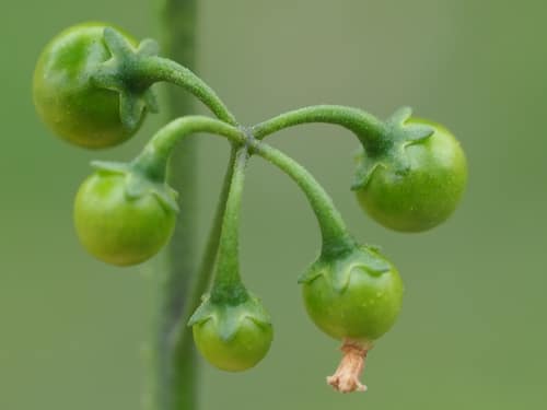 European Black Nightshade reference
