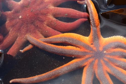 Morning Sun Star reference