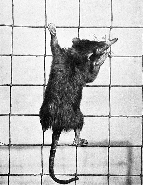 Cuban Solenodon reference
