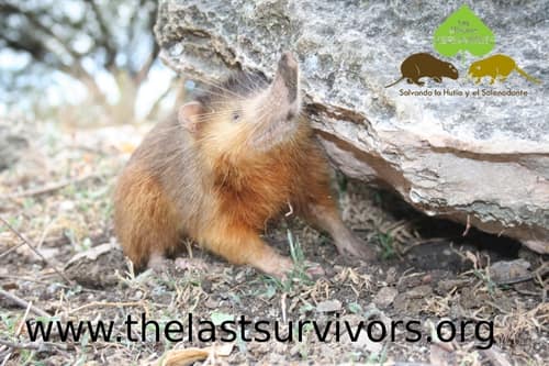 Hispaniolan Solenodon reference