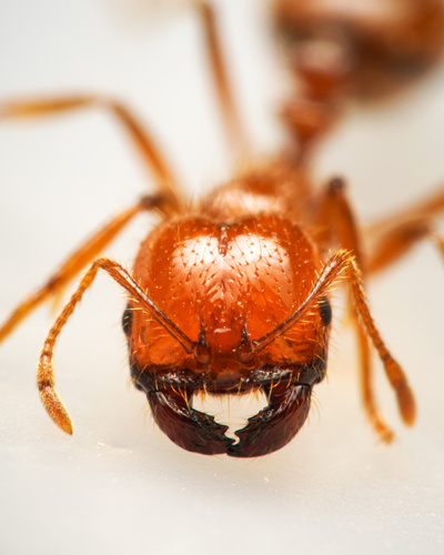 Tropical Fire Ant reference