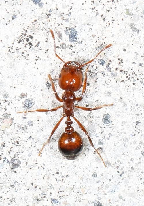 Red Imported Fire Ant reference