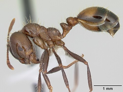 Black Imported Fire Ant reference