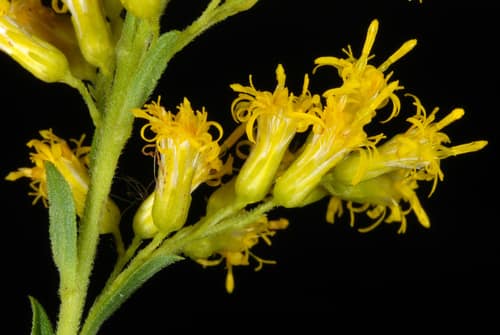 Late Goldenrod reference