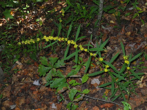 Blue-stemmed Goldenrod reference