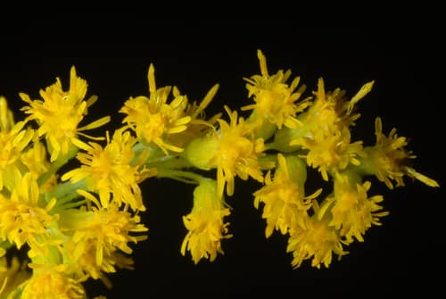 Canada Goldenrod reference