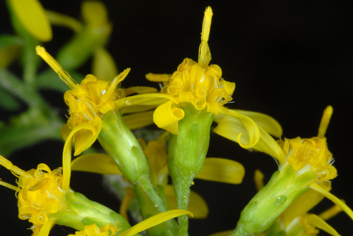 Zigzag Goldenrod reference
