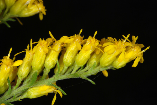 Gray Goldenrod reference