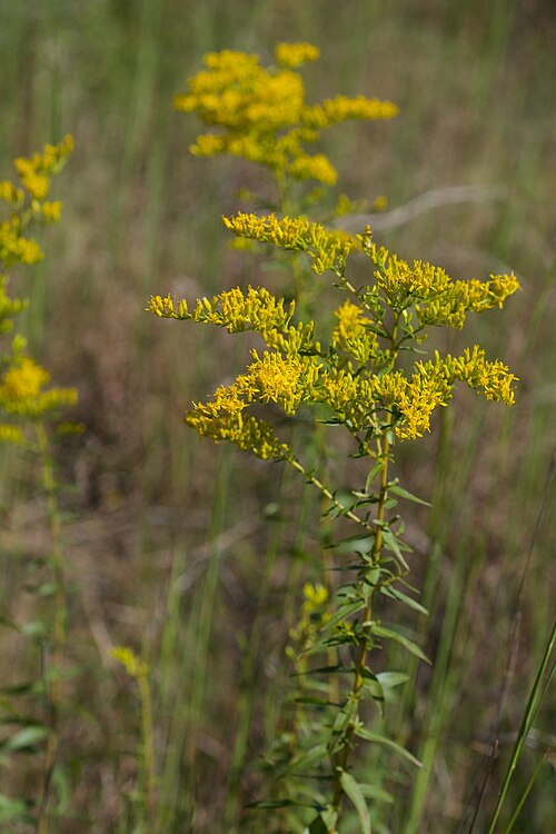 Sweet Goldenrod reference