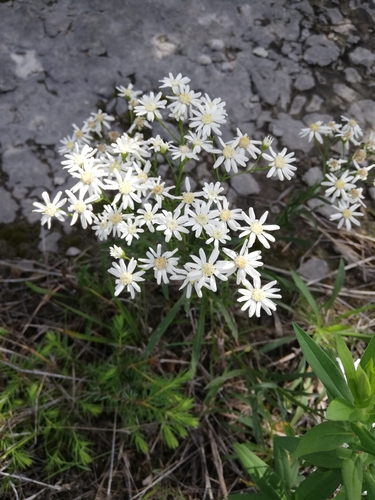 Prairie Goldenrod reference