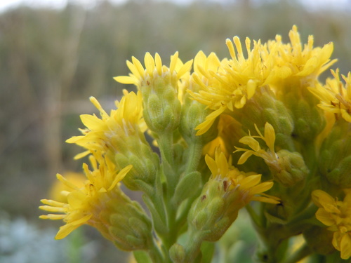 Stiff Goldenrod reference